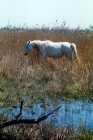 Picture of Camargue pony in france