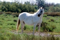 Picture of camargue pony looking away