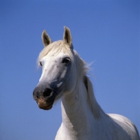 Picture of Camargue pony mare head study