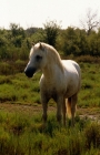 Picture of Camargue pony mare in the camargue