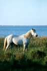 Picture of Camargue pony near water