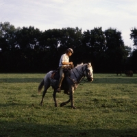Picture of Camargue pony ridden by a gardien