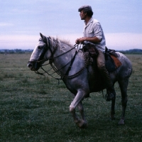 Picture of Camargue pony ridden by gardien