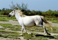 Picture of camargue pony running