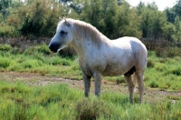 Picture of camargue pony stallion in the camargue side view