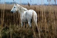 Picture of camargue pony standing near rushes