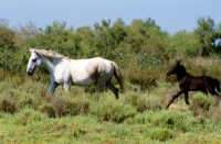 Picture of camargue pony walking with her foal