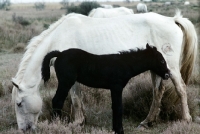 Picture of camargue pony with foal