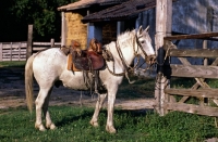 Picture of Camargue pony with traditional tack