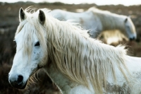 Picture of camargue portrait with one pony behind