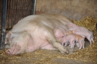 Picture of Camborough sow with her day old litter of x breed piglets