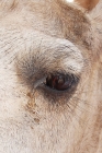 Picture of Camel eye