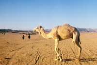 Picture of camel in the desert