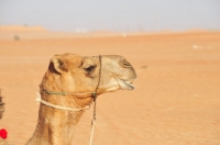 Picture of Camel profile