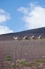 Picture of camels carrying tourists on  lanzarote