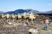 Picture of camels for carrying tourists on lanzarote