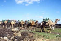 Picture of Camels