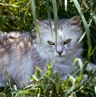 Picture of cameo cat in long grass