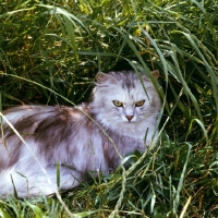 Picture of cameo cat in long grass