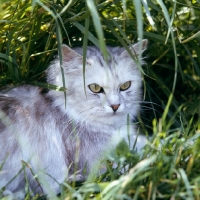 Picture of cameo cat in long grass