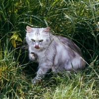 Picture of cameo cat washing