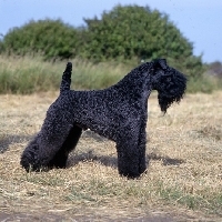 Picture of can am eng ch tantara's whiskeyjack cdx, kerry blue terrier 