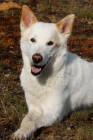 Picture of Canaan Dog guard dog from Israel