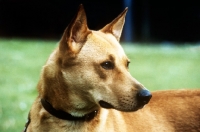 Picture of canaan dog, head study