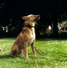 Picture of canaan dog looking up