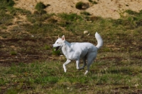 Picture of Canaan Dog running,  Guard dog of Israel