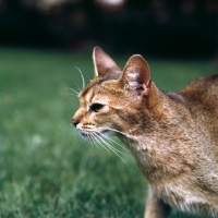 Picture of canadian abyssinian cat, head study against grass