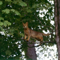 Picture of canadian abyssinian cat looking out from a tree