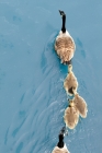 Picture of Canadian geese family