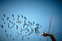 Picture of Canadian geese flying
