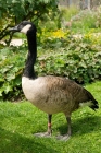Picture of canadian geese in a garden