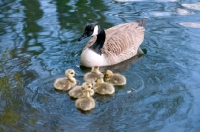 Picture of Canadian goose protecting young