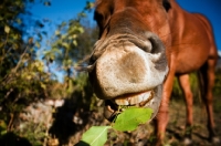Picture of canadian sport horse eating leaf
