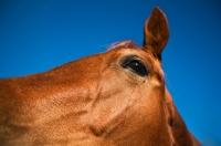 Picture of canadian sport horse face