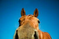 Picture of canadian sport horse from below against blue sky