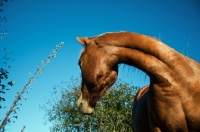 Picture of canadian sport horse looking behind