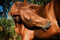 Picture of canadian sport horse nibbling