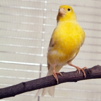 Picture of canary in a cage on a perch