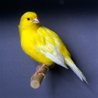 Picture of canary on a perch