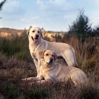 Picture of candlemas simon of keithray and ch candlemas rookwood silver moonlight (moo) two labrador retrievers on heathland