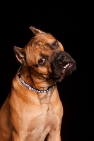 Picture of Cane Corso dog with cropped ears