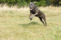 Picture of cane corso in full speed