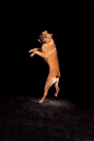 Picture of Cane Corso jumping up on black background