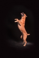 Picture of Cane Corso jumping up