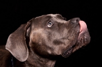 Picture of Cane Corso licking lips