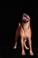 Picture of Cane Corso looking up in admiration